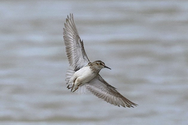 Least Sandpiper - Thomas Willoughby.