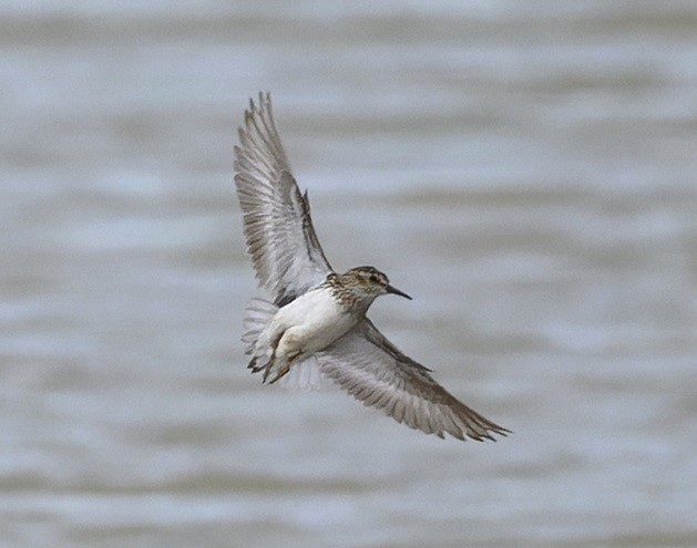 Least Sandpiper - Thomas Willoughby.