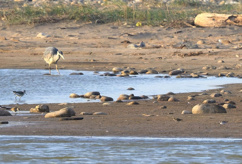 Temminck's Stint, Little Stint, Dunlin, Greenshank and Heron - Thomas Willoughby.