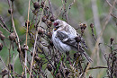 Arctic Redpoll - Thomas Willoughby.