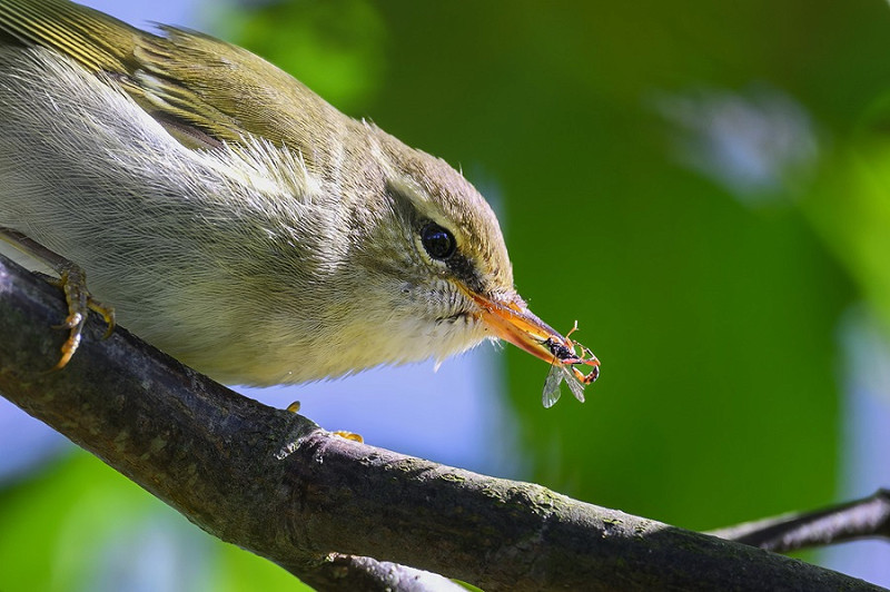 Arctic Warbler - Thomas Willoughby.