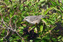 Barred Warbler - Thomas Willoughby.