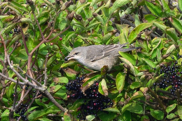 Barred Warbler - Thomas Willoughby.