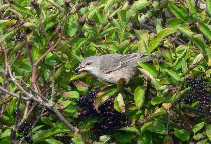 Barred Warbler - Thomas Willoughby.