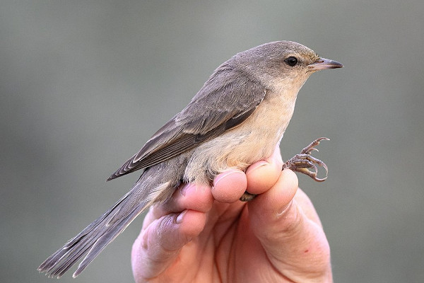 Barred Warbler - Thomas Willoughby.