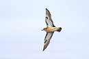 Buff-breasted Sandpiper - Thomas Willoughby.