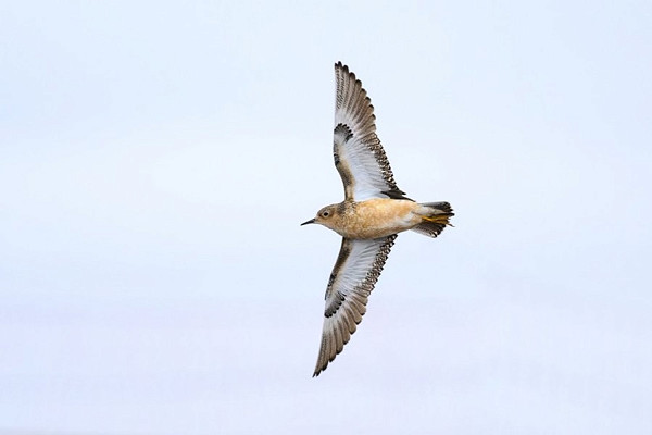 Bird sightings Sunday, 26 July 2026