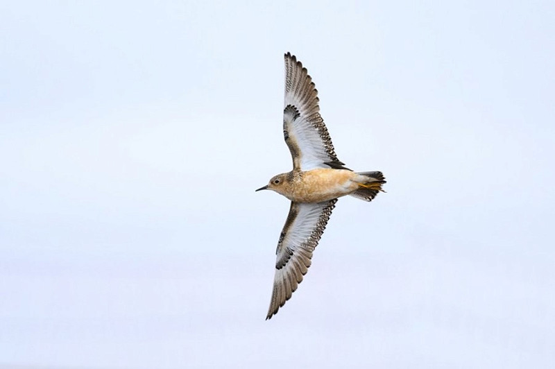 Buff-breasted Sandpiper - Thomas Willoughby.