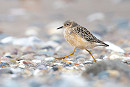 Buff-breasted Sandpiper - Thomas Willoughby.