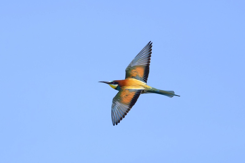 Bee-eater - Thomas Willoughby