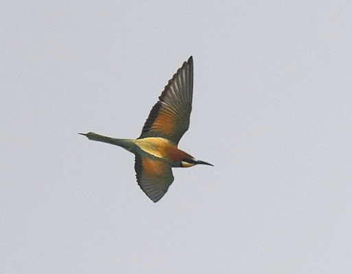 Bee-eater - Thomas Willoughby.