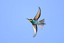 Bee-eater - Thomas Willoughby.