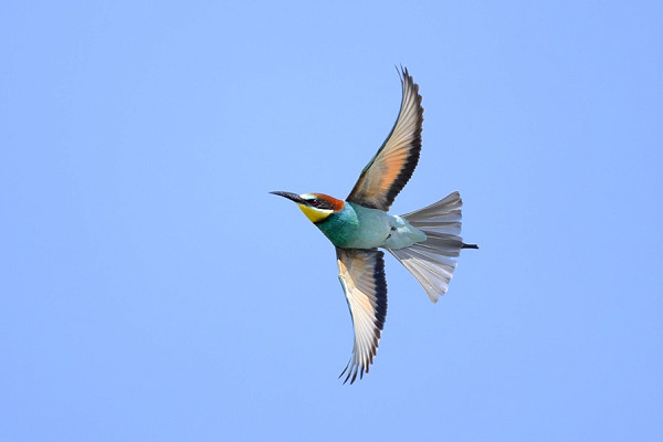 Bird sightings Sunday, 24 May 2026
