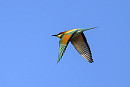 Bee-eater - Thomas Willoughby.