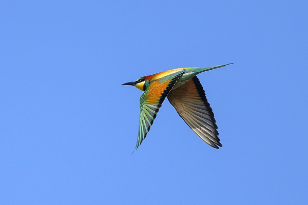 Bee-eater - Thomas Willoughby.