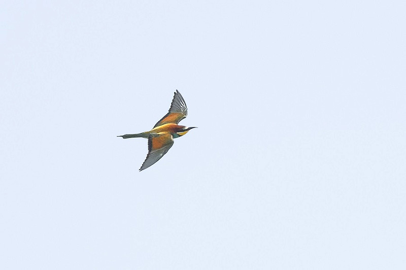 Bee-eater - Thomas Willoughby.