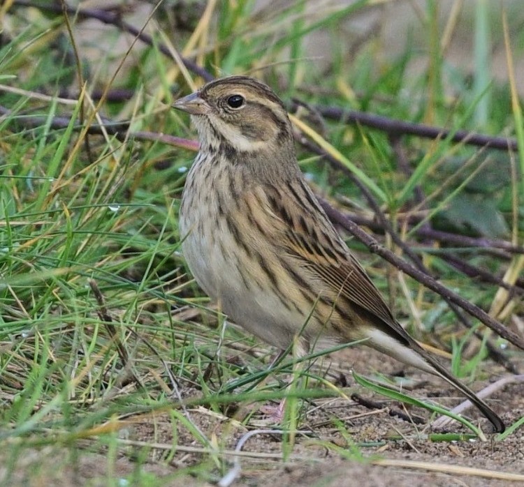 Black-faced Bunting - Thomas Willoughby.