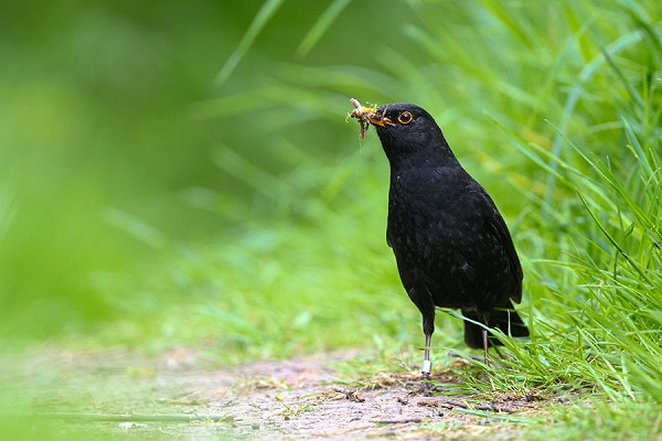 Blackbird - Thomas Willoughby.