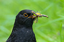 Blackbird - Thomas Willoughby.