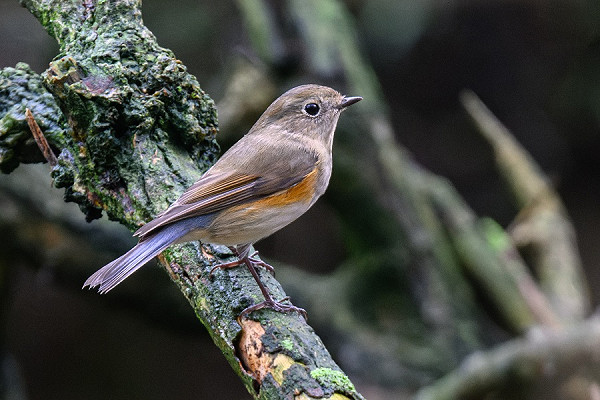 Red-flanked Bluetail - Thomas Willoughby.