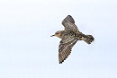 Buff-breasted Sandpiper - Thomas Willoughby.