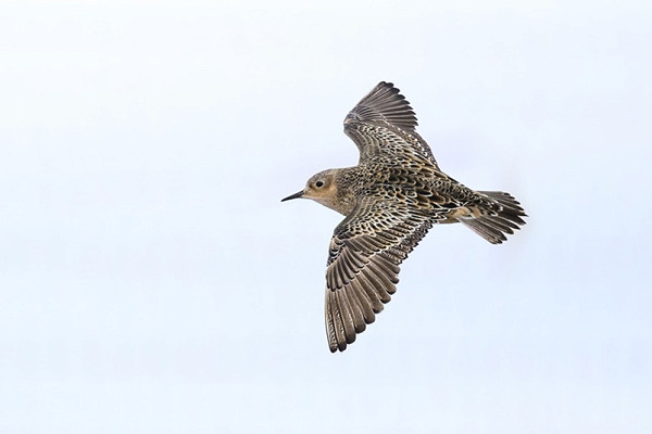 Buff-breasted Sandpiper - Thomas Willoughby.