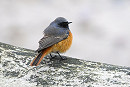 Eastern Black Redstart - Thomas Willoughby.