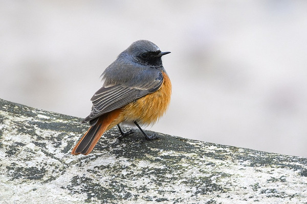 Eastern Black Redstart - Thomas Willoughby.