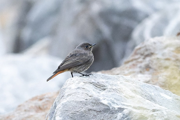 Latest sightings