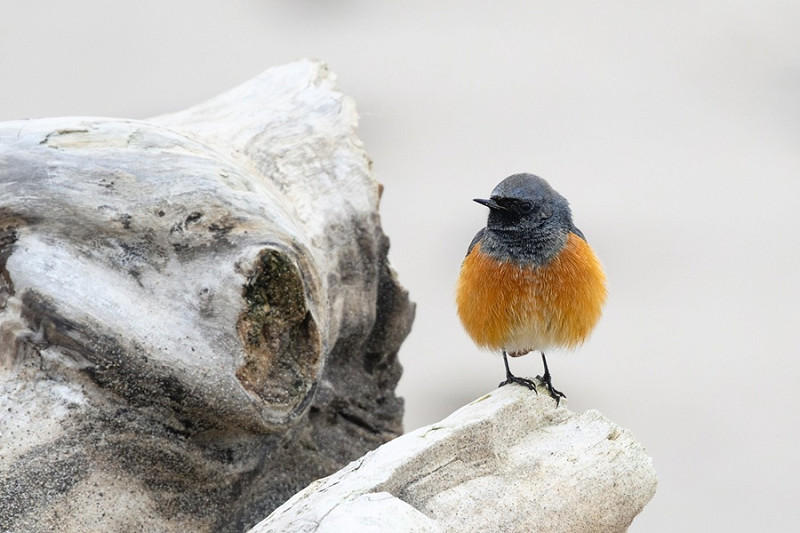 Eastern Black Redstart - Thomas Willoughby.