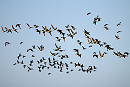 Brent Geese - Thomas Willoughby.