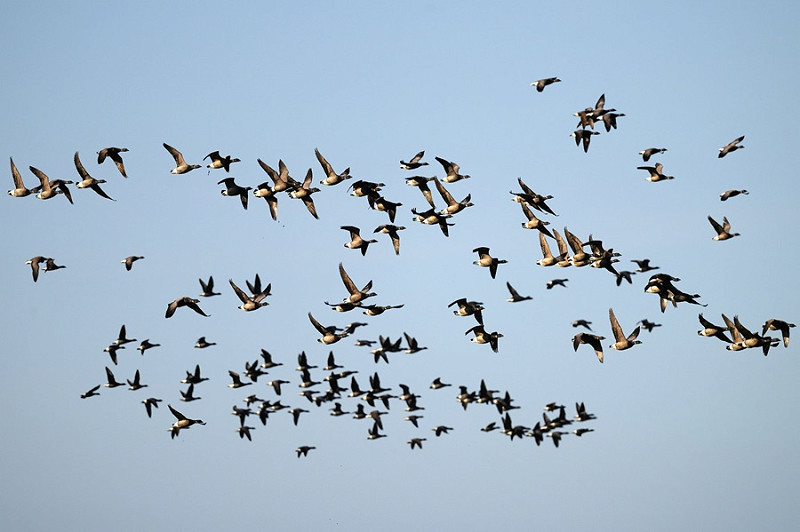 Brent Geese - Thomas Willoughby.