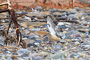 Buff-breasted Sandpiper displaying - Thomas Willoughby.