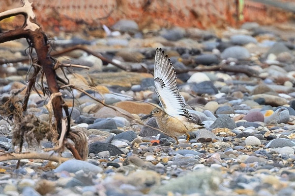 Bird sightings Wednesday, 29 July 2026