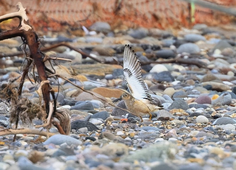 Buff-breasted Sandpiper displaying - Thomas Willoughby.