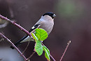 Northern Bullfinch - Thomas Willoughby.