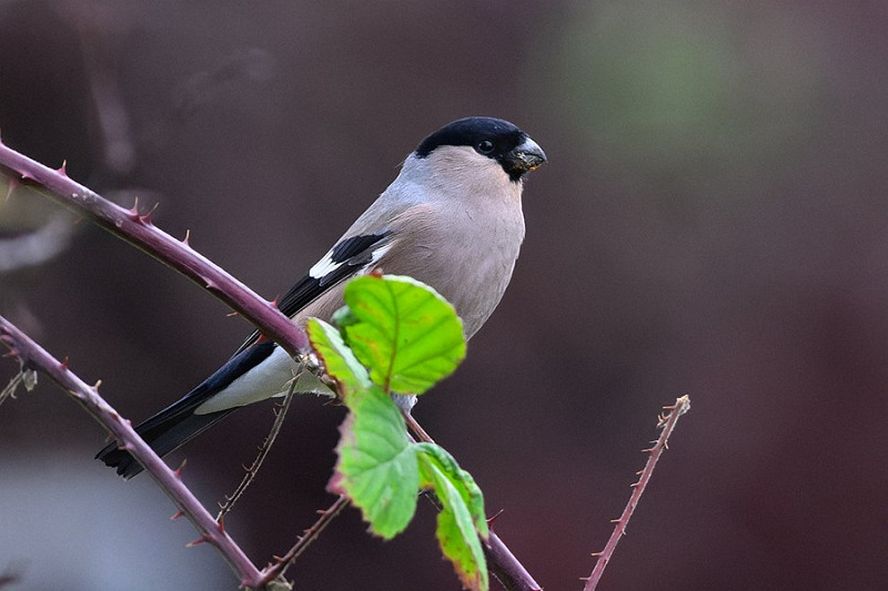 Northern Bullfinch - Thomas Willoughby.