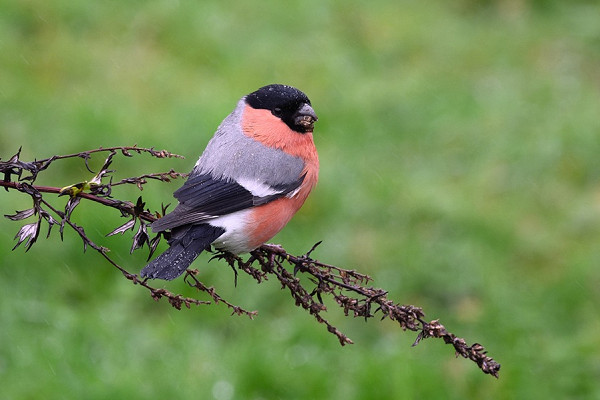 Bird sightings Saturday, 15 November 2025