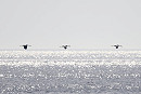 Common Cranes - Thomas Willoughby.