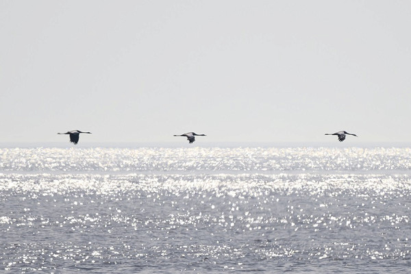 Common Cranes - Thomas Willoughby.