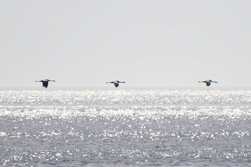 Common Cranes - Thomas Willoughby.