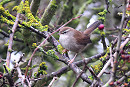 Cetti's Warbler - Paul Willoughby.