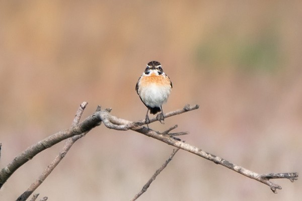 Whinchat. Thomas Willoughby.