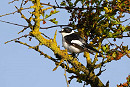 Collared Flycatcher - Thomas Willoughby.