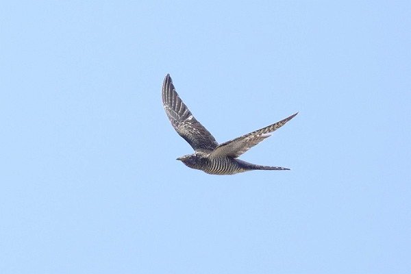 Bird sightings Tuesday, 15 July 2025