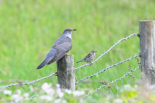 Bird sightings Monday, 30 June 2025