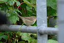 Dusky Warbler - Thomas Willoughby.