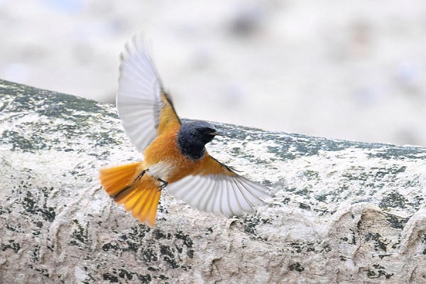 Eastern Black Redstart - Thomas Willoughby.