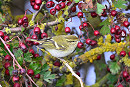 Yellow-browed Warbler - Thomas Willoughby.