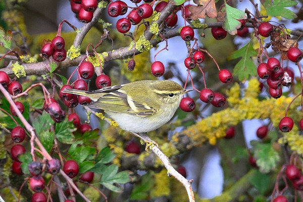Yellow-browed Warbler - Thomas Willoughby.